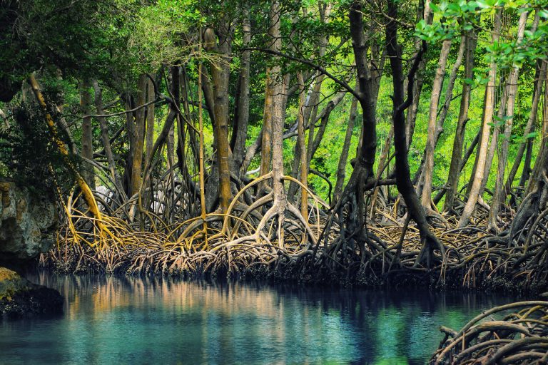 13 Fakta Menarik Tentang Hutan Mangrove