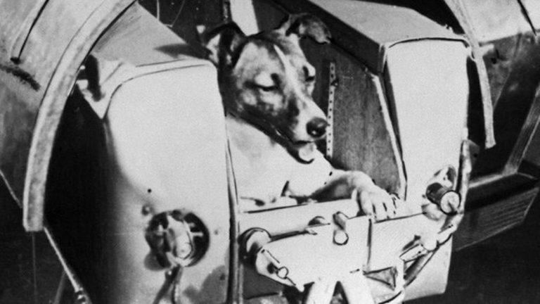 Hewan yang Telah Mengunjungi Ruang Angkasa