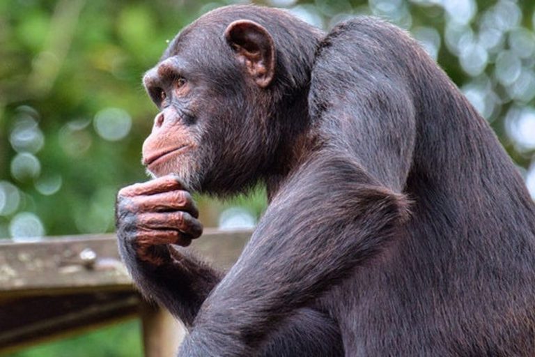 Meneliti Kecerdasan Primata yang Mengagumkan