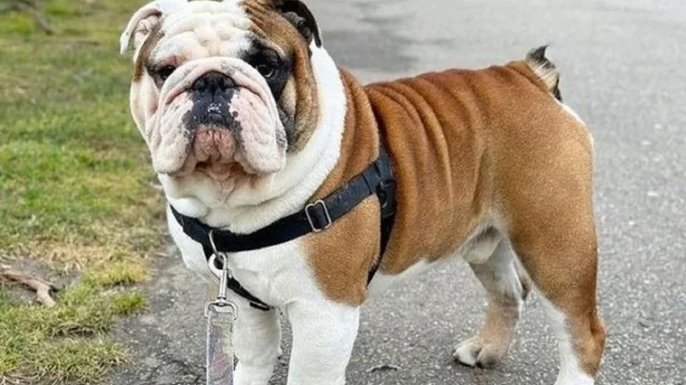 10 Fakta Menarik Tentang Anjing Bulldog