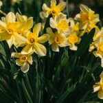10 Fakta Tentang Bunga Daffodil & Jonquil, Bunga Kelahiran Bulan Maret