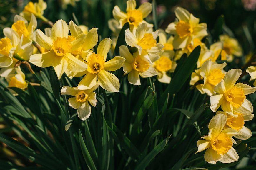 10 Fakta Tentang Bunga Daffodil & Jonquil, Bunga Kelahiran Bulan Maret