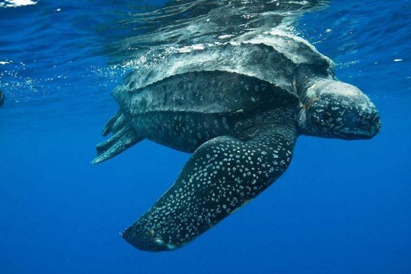 10 Fakta Menarik tentang Penyu Belimbing