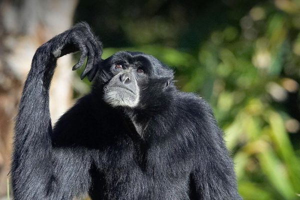 10 Fakta Menarik tentang Siamang, Primata Unik dari Hutan Asia