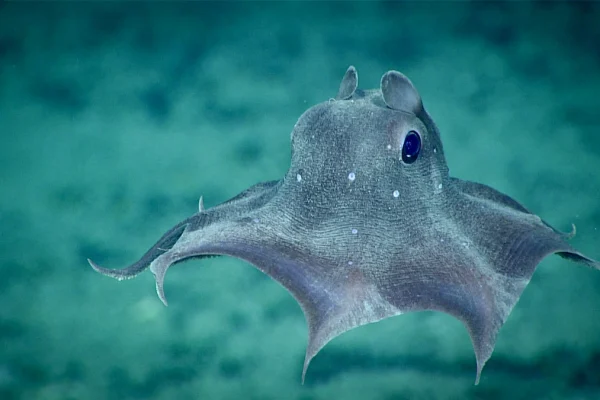 Dumbo Octopus, Makhluk Laut Dalam yang Menggemaskan