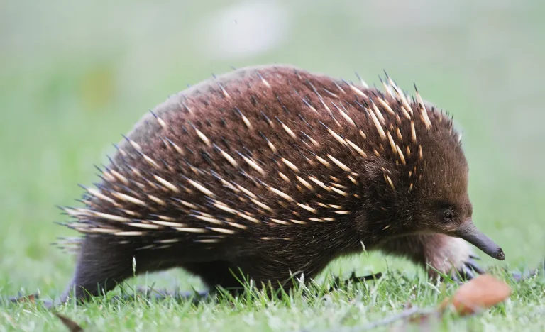 Echidna, Mamalia Bertelur yang Penuh Misteri dari Australia dan Papua Nugini